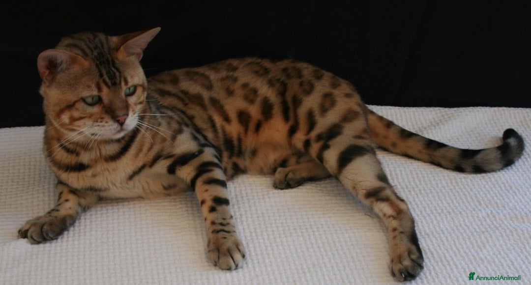 Immagine della galleria {{count}}