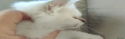 Sacro di Birmania gatti in vendita: Maschio Sacro di Birmania da riproduzione o show  - Annuncio 4