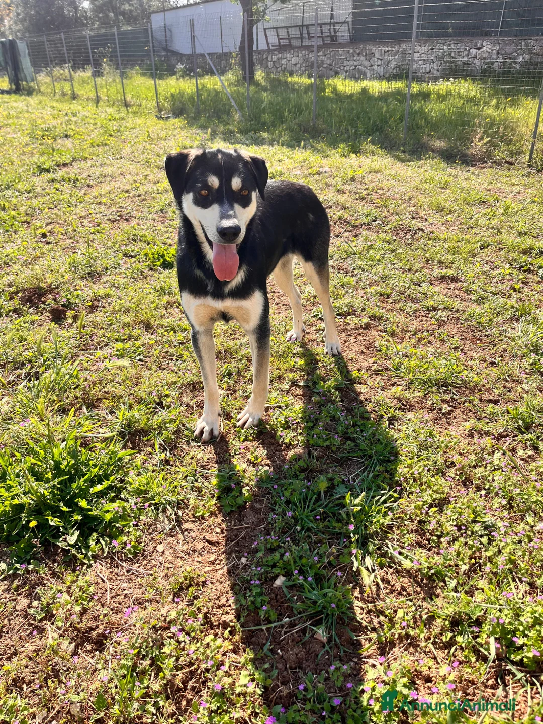 Meticcio cani in regalo: Kevin - Annuncio 6