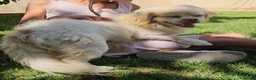Meticcio cani in regalo: Paco: taglia piccola socievole e dolce con tutti  - Annuncio 5