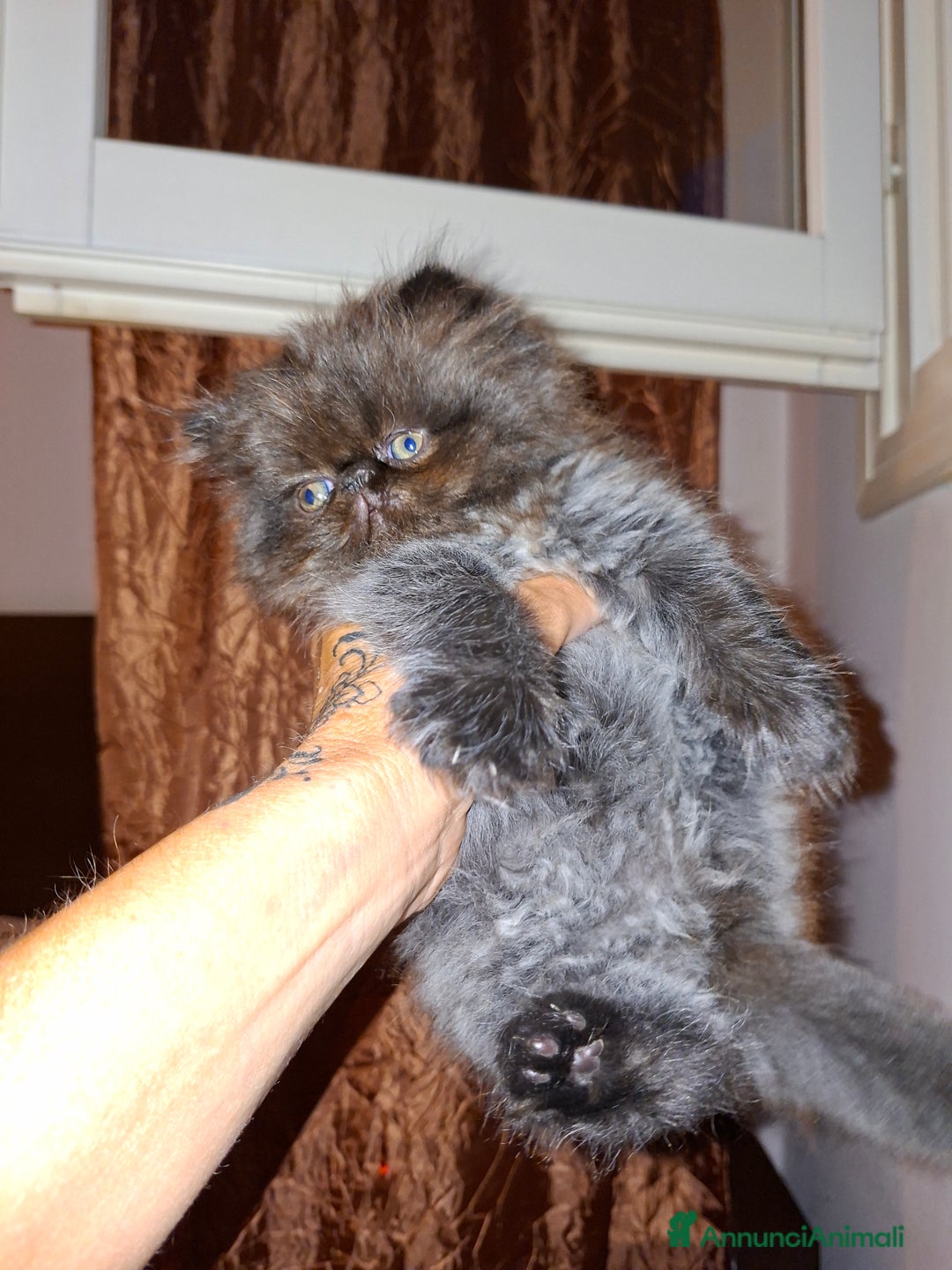 Persiano gatti in vendita: Cuccioli persiano a Provincia di Reggio Emilia - Immagine 2