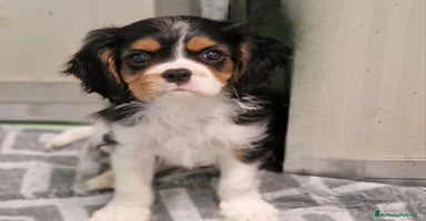 Cavalier King cani a Provincia di Brescia - Annuncio 11