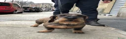 Bassotto cani per accoppiamento: Maschio Bassotto a pelo duro disponibile per monta a Città Metropolitana di Torino - Annuncio 6