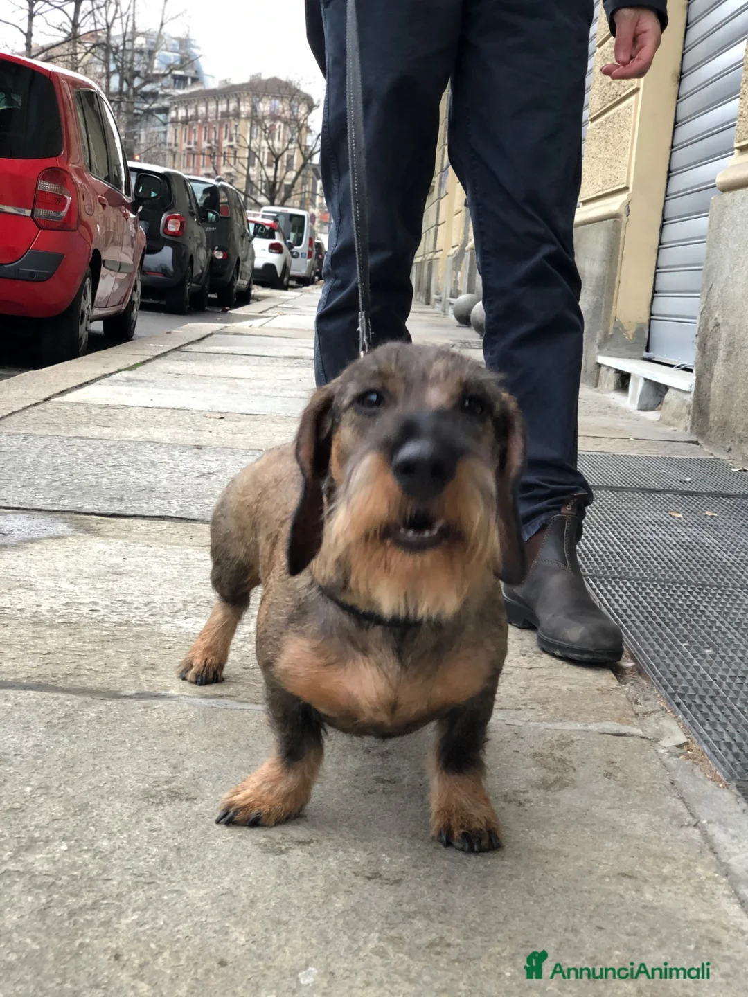 Bassotto cani per accoppiamento: Maschio Bassotto a pelo duro disponibile per monta a Città Metropolitana di Torino - Annuncio 6