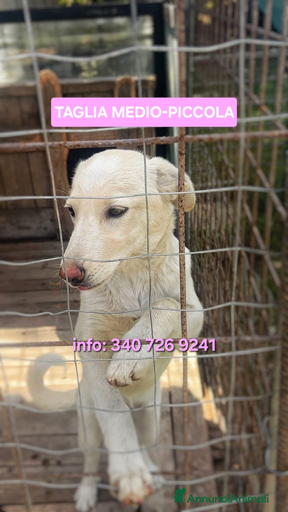 Meticcio cani ZOOMY 🩷 - cucciola taglia medio-piccola 🆘 - Annuncio 37