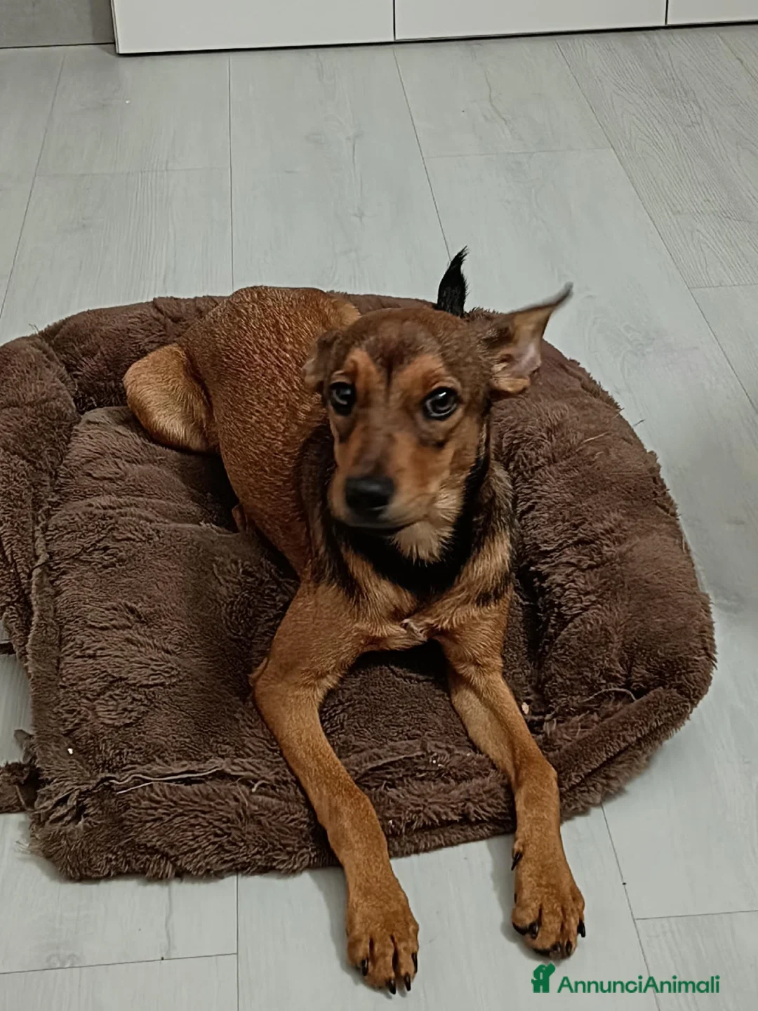 Meticcio cani in regalo: Regalo cucciolo  a Provincia di Bergamo - Annuncio 1