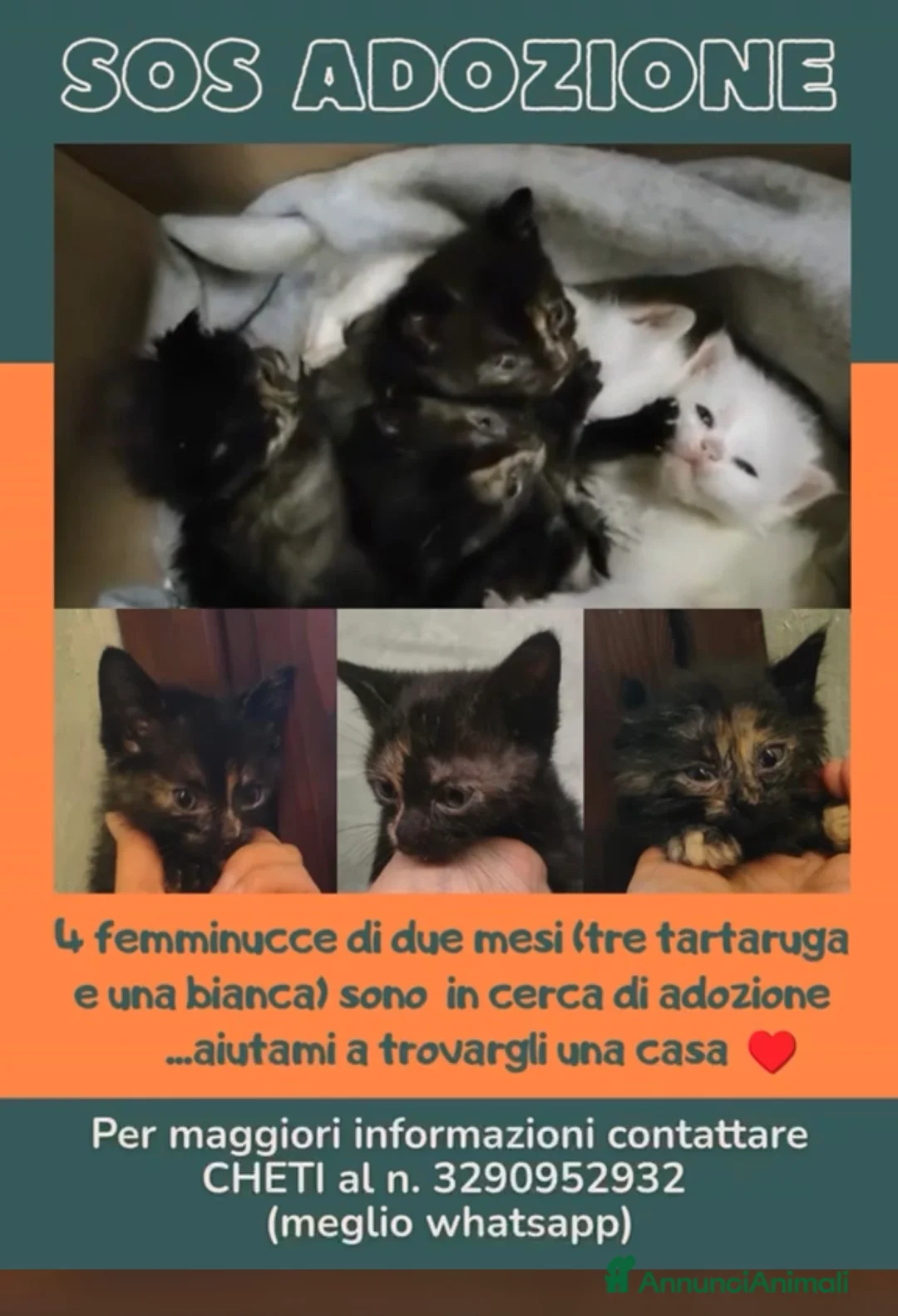 Altre razze gatti in regalo: SOS 🆘 ADOZIONI!!! a Città metropolitana di Milano - Annuncio 1