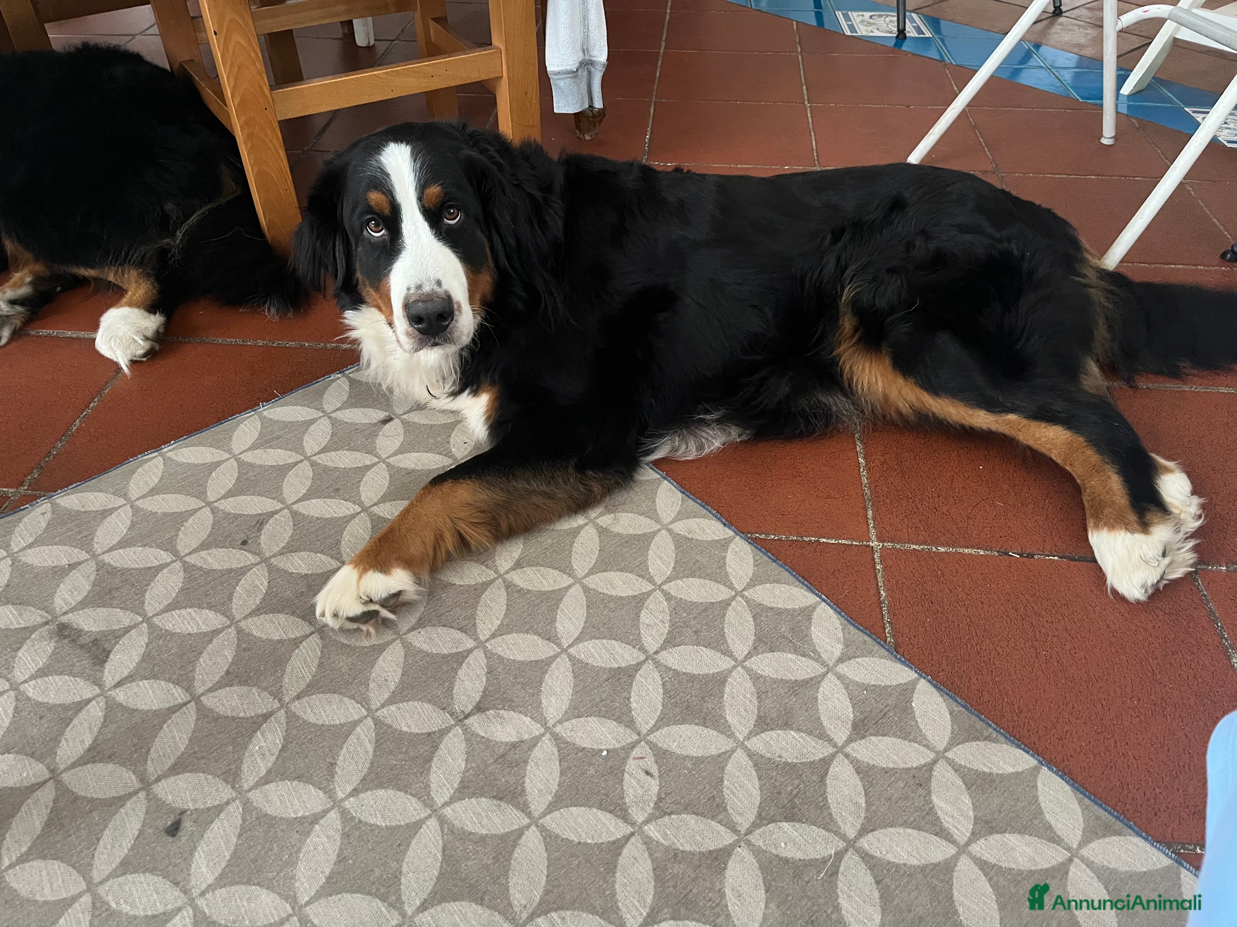 Bovaro del Bernese cani Cucciolo bovaro del bernese - Annuncio 5