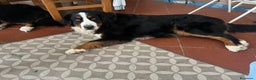 Bovaro del Bernese cani in vendita: Cucciolo bovaro del bernese - Annuncio 1