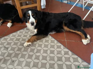 Bovaro del Bernese cani Cucciolo bovaro del bernese - Annuncio 5