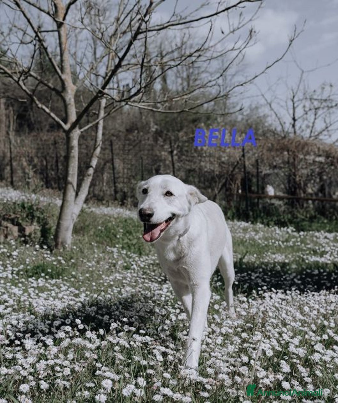 Meticcio cani in regalo: BELLA che più bella non si può! - Annuncio 4