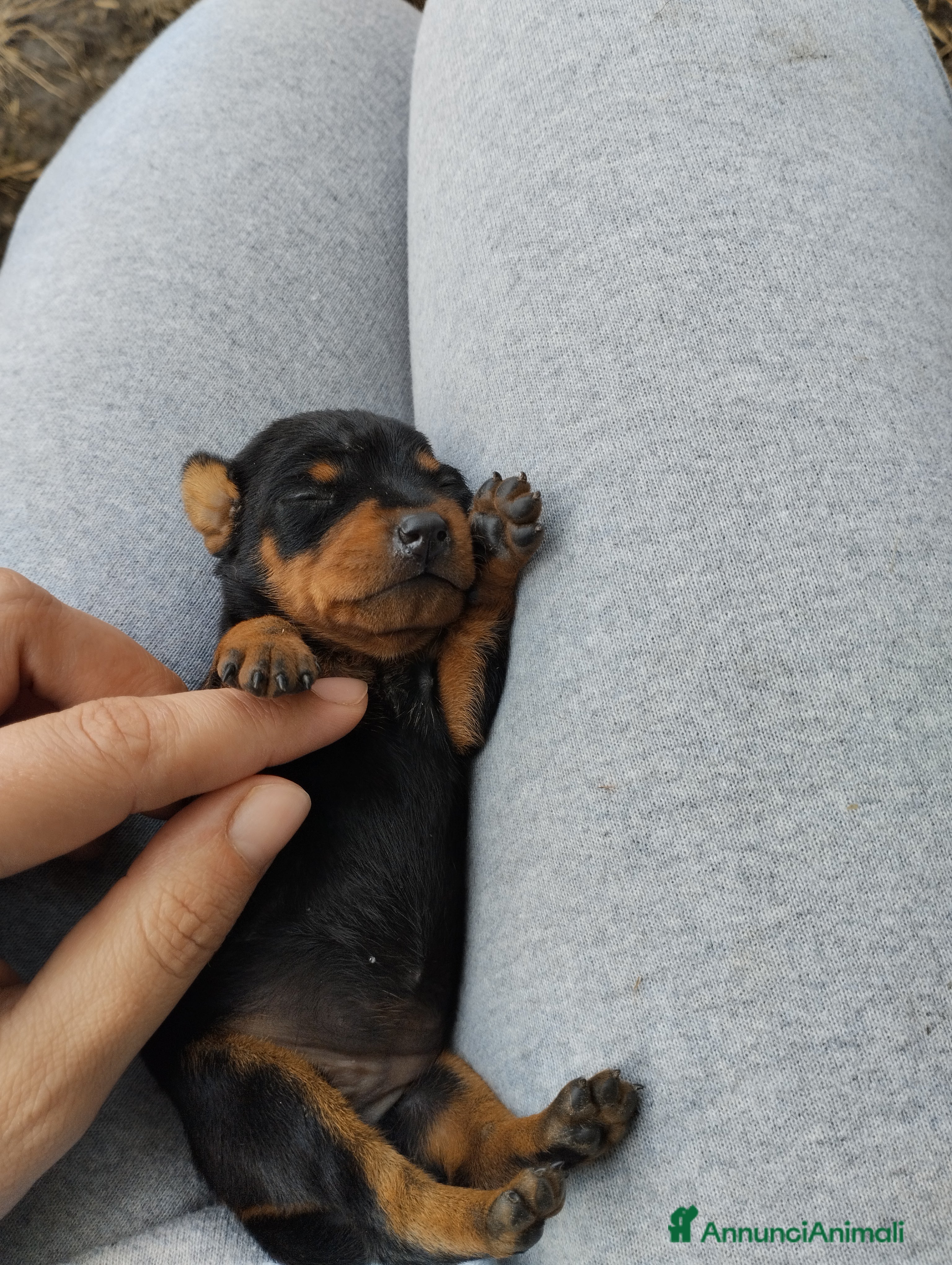 Pinscher Miniatura cani Pinscher Nano - Annuncio 8