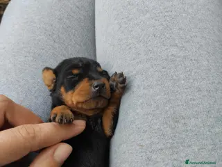 Pinscher Miniatura cani Pinscher Nano - Annuncio 8