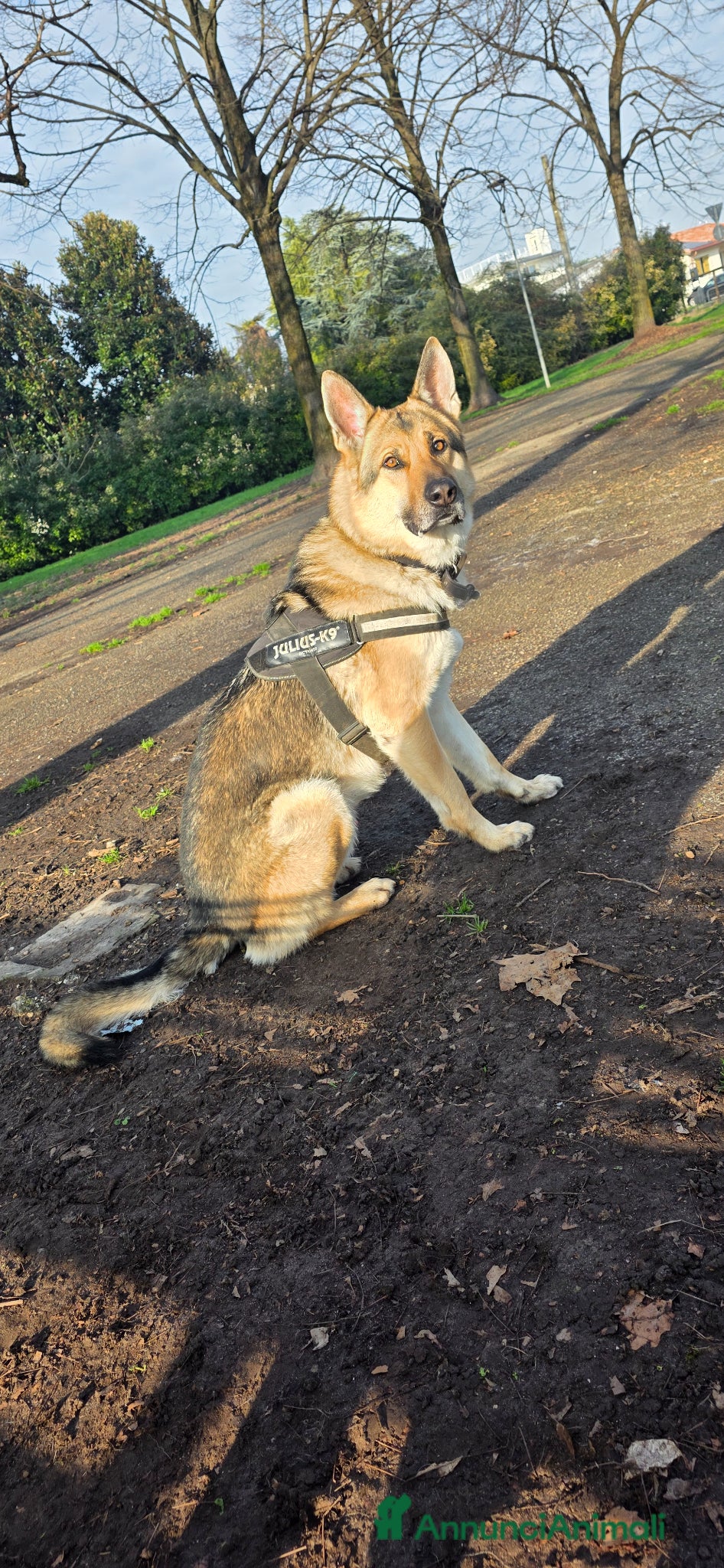 Lupo Cecoslovacco cani loki  - Annuncio 27