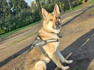 Lupo Cecoslovacco cani loki - Annuncio 27