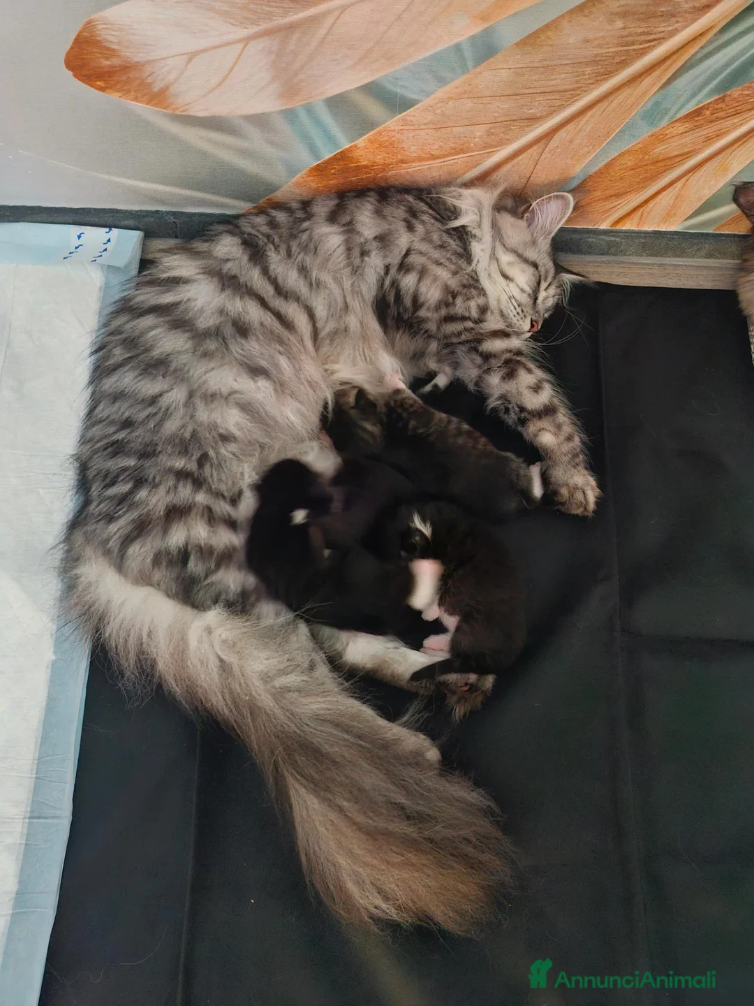 Maine Coon gatti in vendita: Ultimo maschietto - Annuncio 2