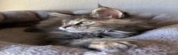 Maine Coon gatti in vendita: Femmine Maine Coon  - Annuncio 4