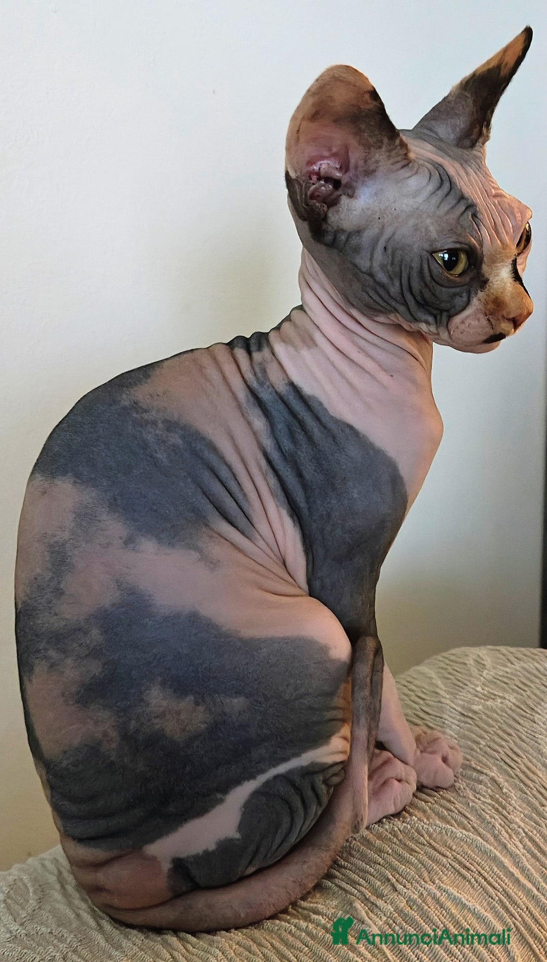 Sphynx gatti in vendita: Sphynx cuccioli - Annuncio 1