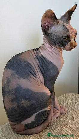 Sphynx gatti - Annuncio 2