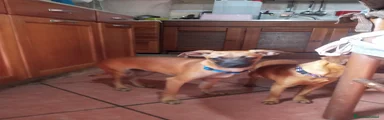 Meticcio Cucciolo 1