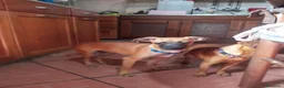 Meticcio cani in vendita: Similpinscher - Annuncio 3