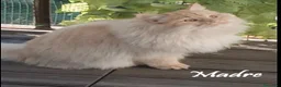 Siberiano gatti in vendita: Gattini Siberiani a Città Metropolitana di Torino - Annuncio 2