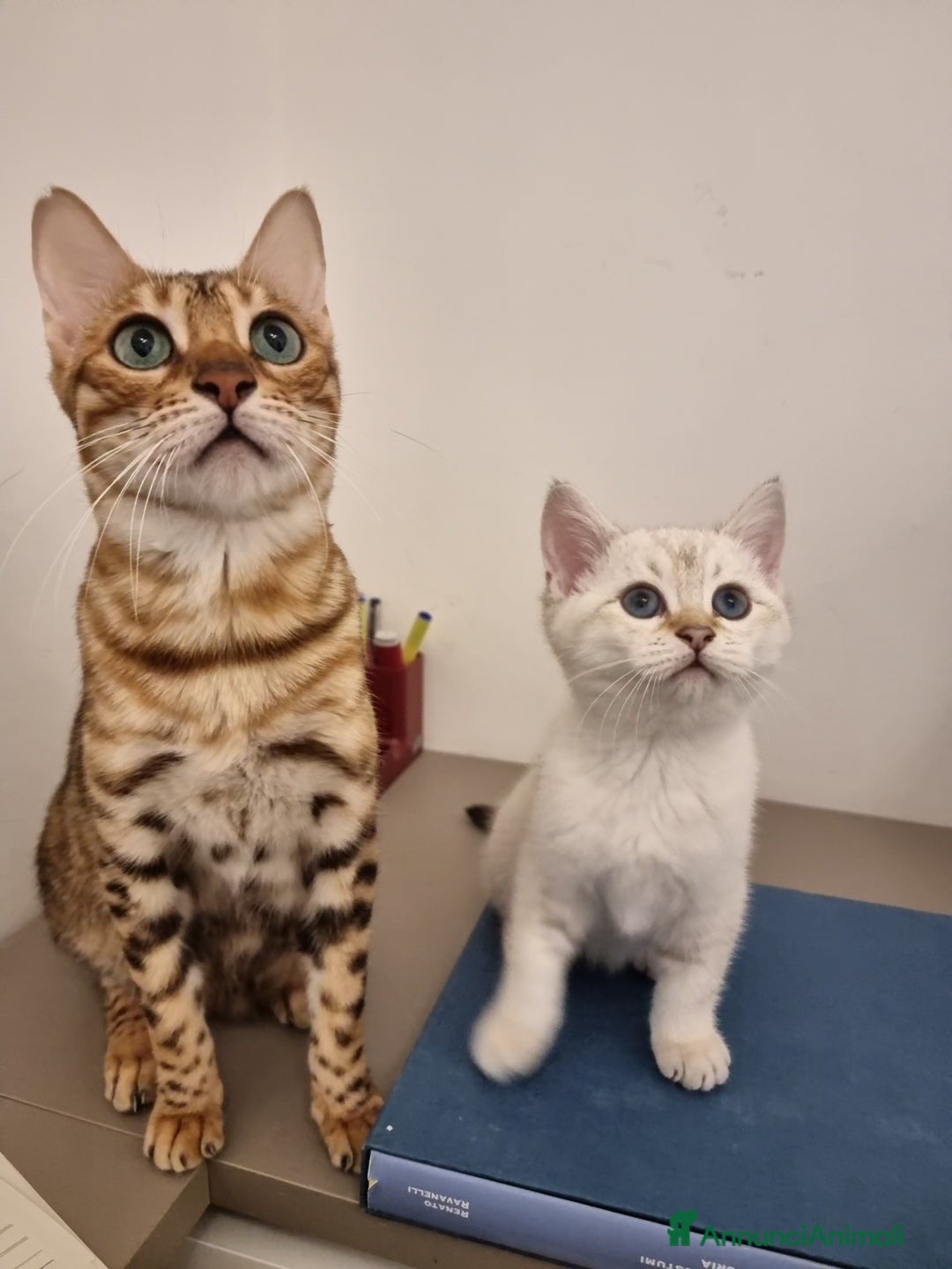 Bengala gatti in vendita: Incrocio Scottish/Bengala  - Annuncio 19