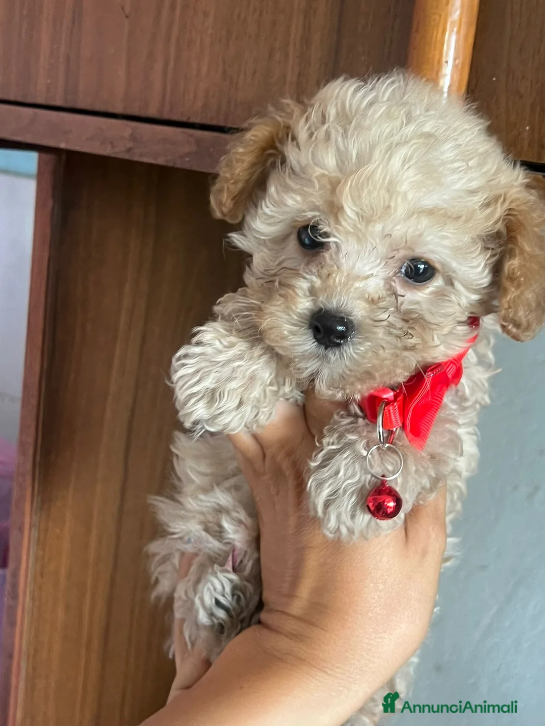Barboncino Toy cani in vendita: Cucciole barboncino toy a Provincia di Perugia - Annuncio 2