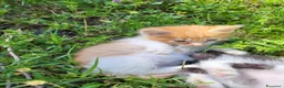 Meticcio gatti in vendita: Gattini piccoli maschi  a Provincia di Ascoli Piceno - Annuncio 5