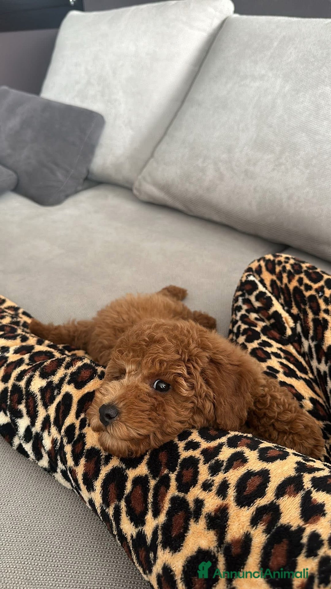 Barboncino cani per accoppiamento: DOLCE ETTORE CERCA FIDANZATA  - Annuncio 3