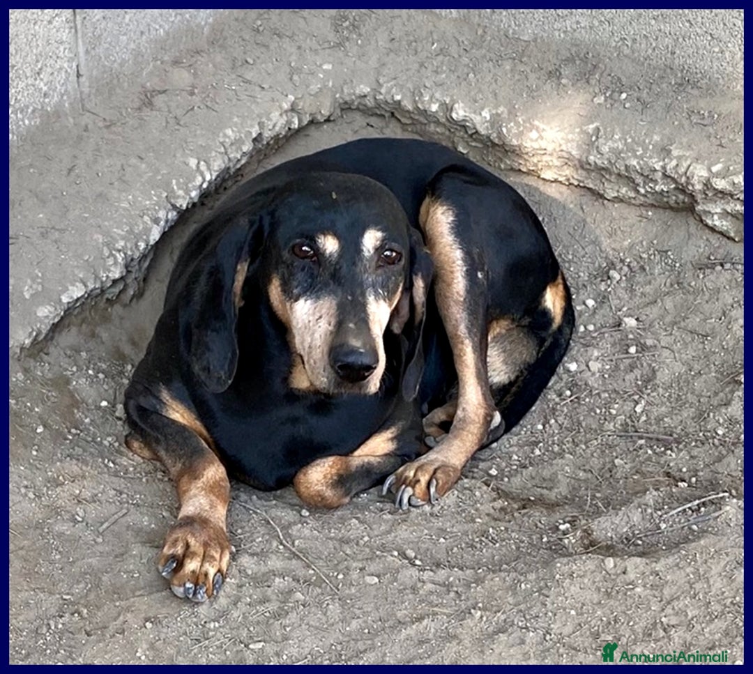Meticcio cani in regalo: DAIMA buonissima! Ama le coccole - Annuncio 4