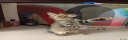 Maine Coon gatti in vendita: Cucciola tigrata Maine coon  - Annuncio 5