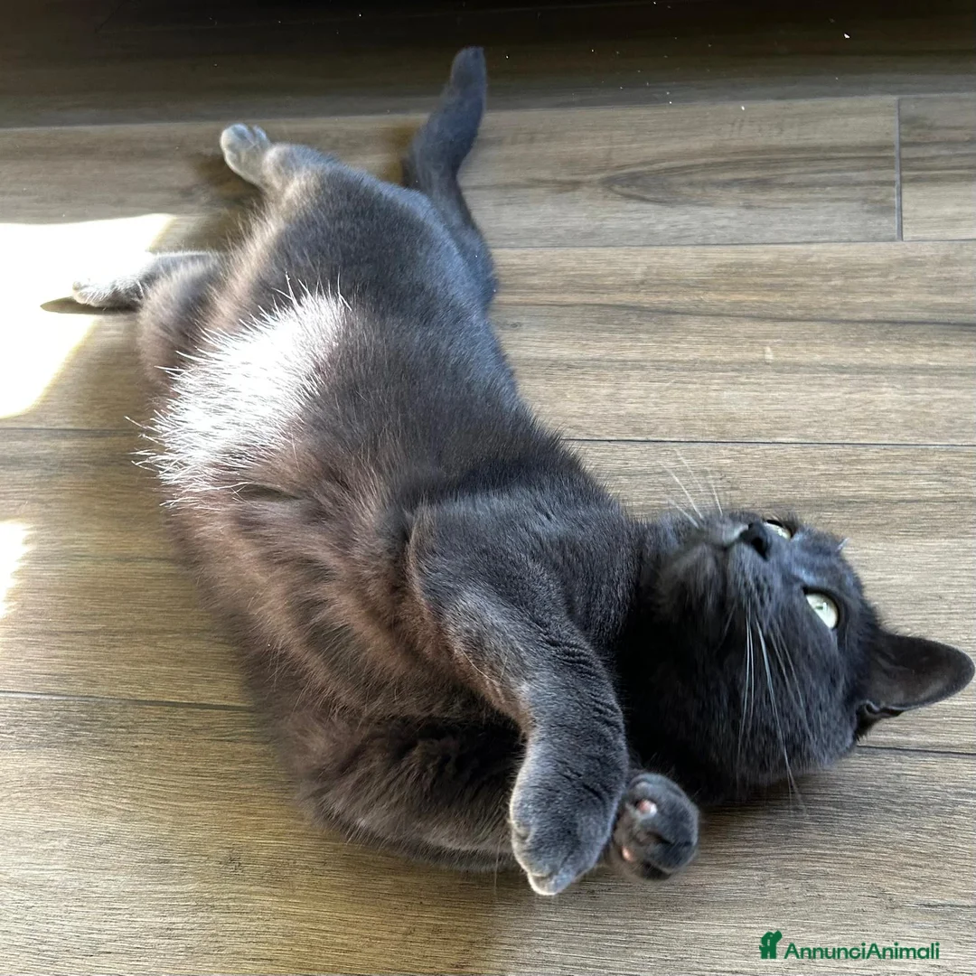 Meticcio gatti in regalo: Addozione - Annuncio 1