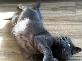 Meticcio gatti Addozione - Annuncio 3