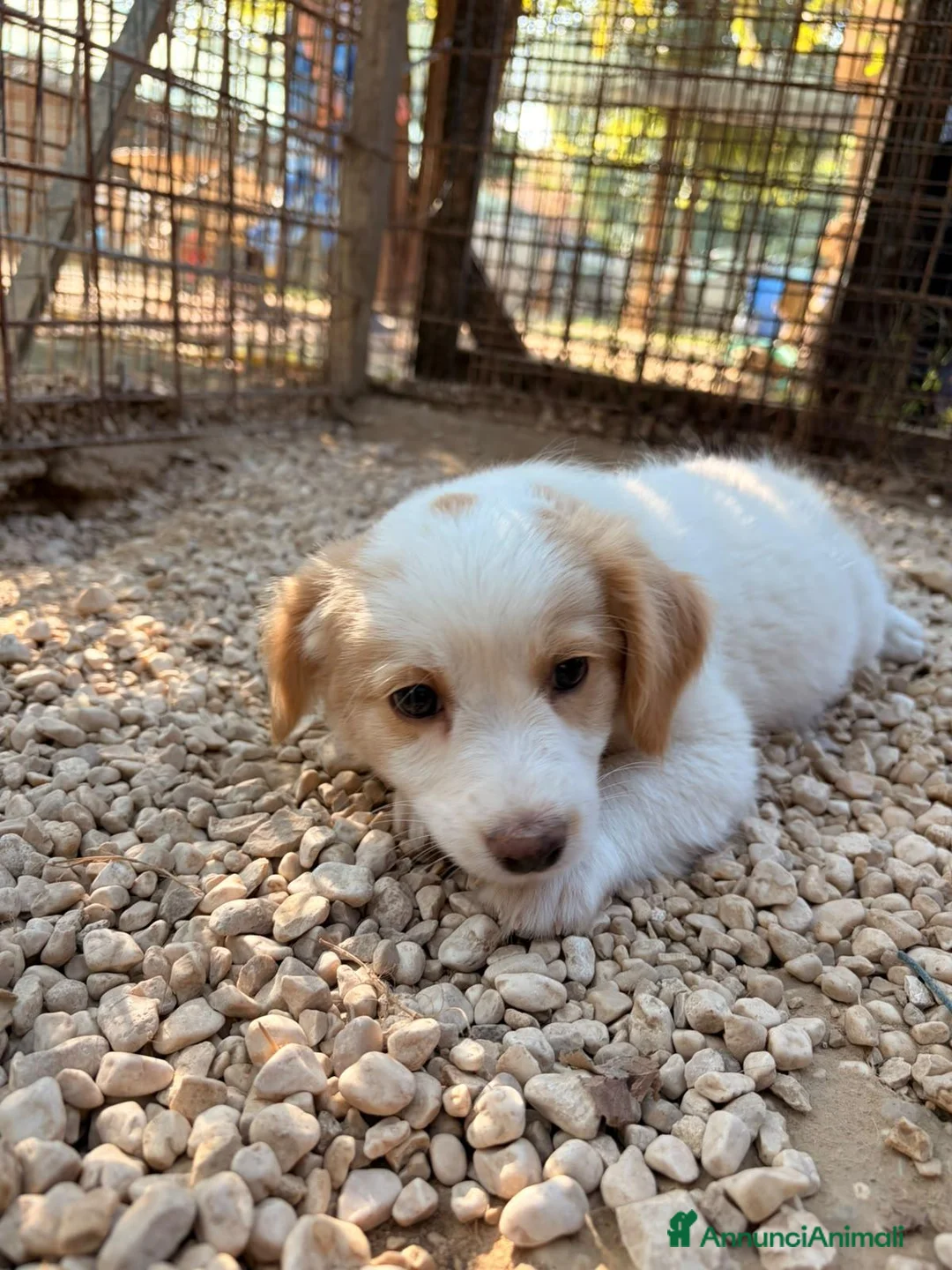 Meticcio cani in regalo: NINA E MIA - Annuncio 10