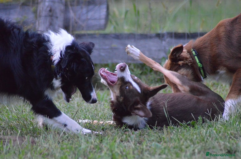 Immagine della galleria {{count}}