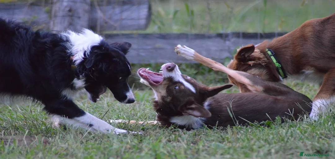 Immagine della galleria {{count}}