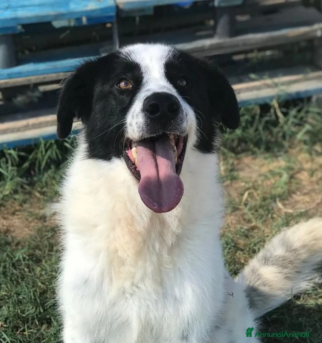 Meticcio cani in regalo: BUFFALO, CHE TIPO SIMPATICO a Provincia di Latina - Annuncio 3