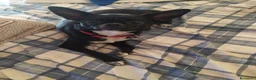 Meticcio cani in regalo: Moka cerca una famiglia affettuosa come lei - Annuncio 2