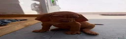 Bracco cani in vendita: Cuccioli di bracco ungherese (Viszla) disponibili - Annuncio 14