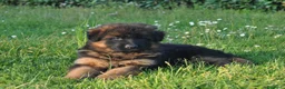 Pastore Tedesco cani in vendita: CUCCIOLI PASTORE TEDESCO - Annuncio 3