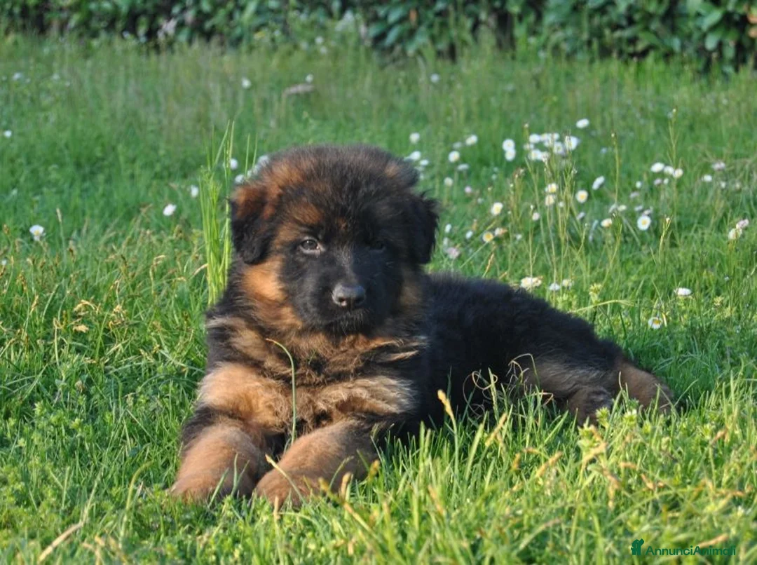 Pastore Tedesco cani in vendita: CUCCIOLI PASTORE TEDESCO - Annuncio 3