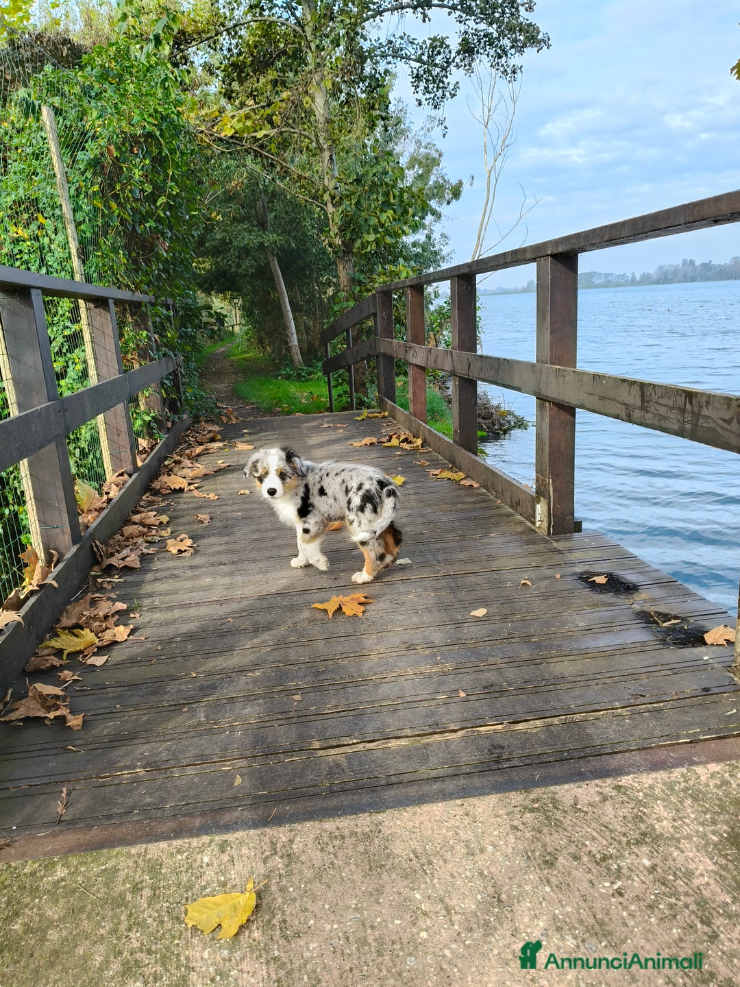 Australian Shepherd cani per accoppiamento: Cane da riproduzione - Annuncio 15