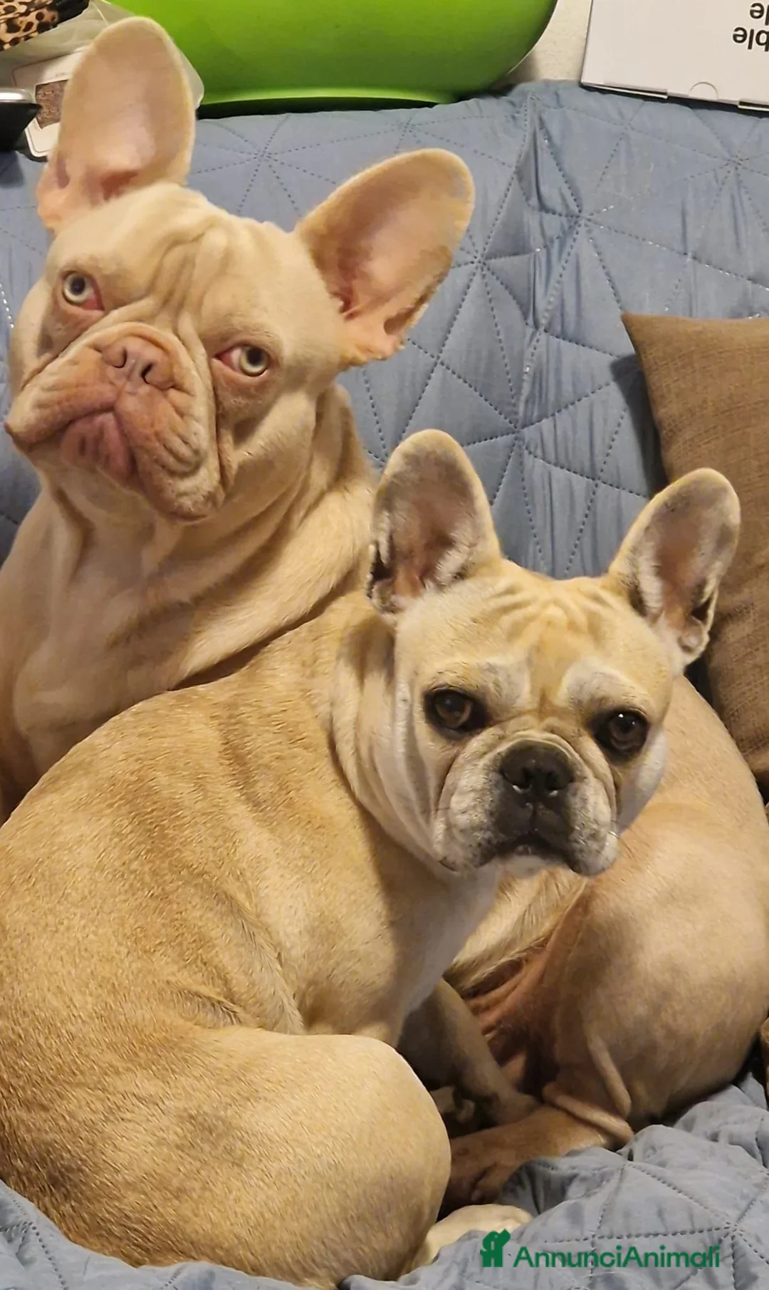 Bulldog Francese cani in vendita: 4 cuccioli di Bulldog Francese - Annuncio 2