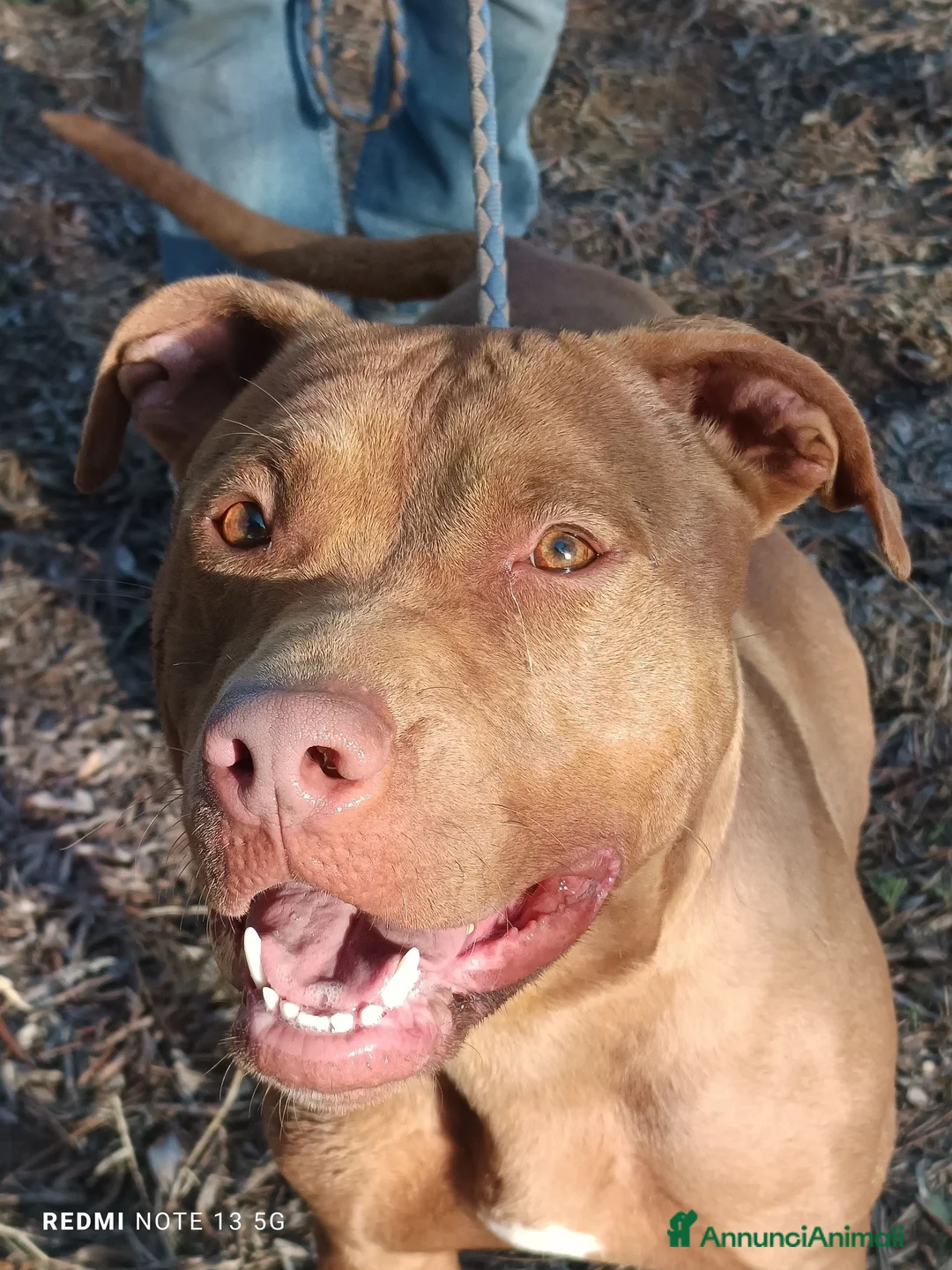 Pitbull cani in regalo: Shakira meravigliosa pitbull a Città Metropolitana di Bari - Annuncio 2