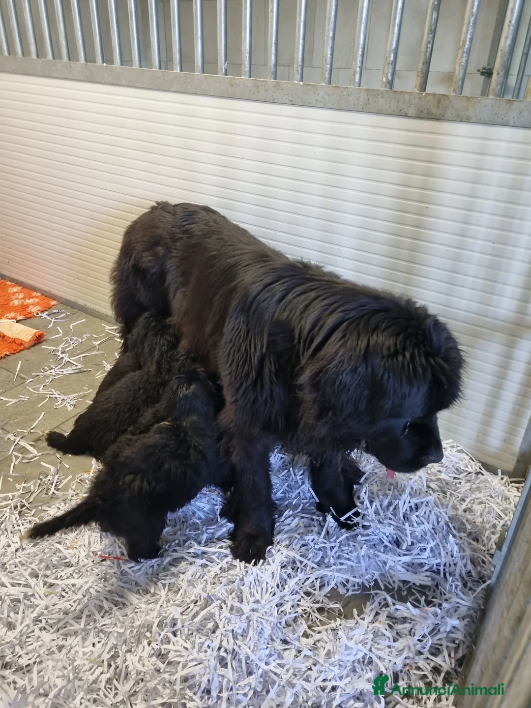 Terranova cani in vendita: CUCCIOLI TERRANOVA NERI a Valle d'Aosta - Annuncio 2