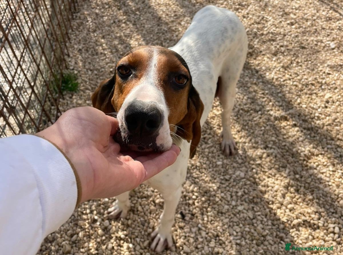 Segugio cani LA SPLENDIDA PENELOPE - Annuncio 1