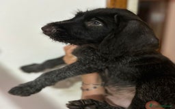 Drahthaar cani in vendita: Cuccioli di Drahthaar  a Provincia di Pordenone - Immagine 9