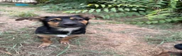 Meticcio cani in regalo: Rufus cerca urgentemente casa - Annuncio 1