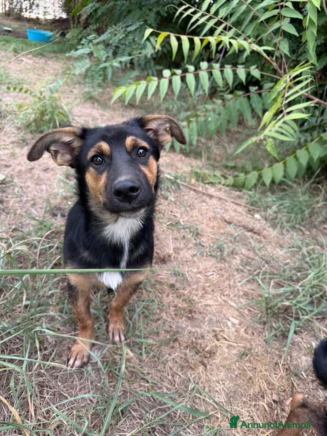 Meticcio cani in regalo: Rufus cerca urgentemente casa - Annuncio 1